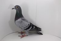 PL-0442-19-4471 wnuczka HOT BOY- DARK STAR - B-169!! petarda w reku!