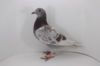 PL-0442-19-4592 linia Prange 520 + olimpijczyk 19019!! extra!