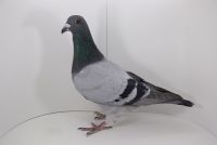 PL-0442-19-5205 Syn BRUKSELKI super lotniczki NA DALEKIM DYSTANSIE!!!!