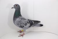 PL-0442-19-5262 córka super lotniczki Blue Lili!