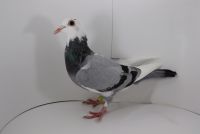 PL-0442-19-5271 pół siostra super lotnika 5781!! wnuczka asa lotowego