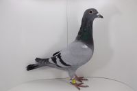 PL-0442-19-5291 syn super lotniczki SANJA!