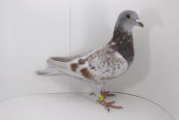 PL-0442-19-5293 Hooymans x Mortelmans!!