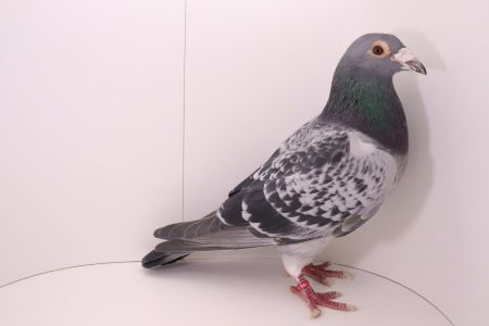 PL-0442-19-962 Silny inbred syn x matka!! inbred HARRY J.Hooymans
