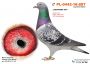 PL-0442-19-962 Silny inbred syn x matka!! inbred HARRY J.Hooymans