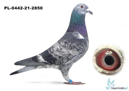 PL-0442-21-2850  24 lotnik WG- MK-JK TEAM