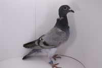 PL-0442-21-2936 syn MITU 871!!!! Vercammen / Dijkstra