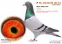 PL-0442-21-8414 Wnuk 'PITBUL 777