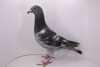 PL-0442-21-8611 PITBUL MIX