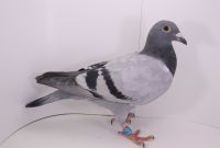 PL-0442-21-8673 inbred-wnuk GOLDI, SUPRA