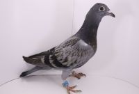 PL-0442-21-8677 inbred Harry, 75% Hooymans