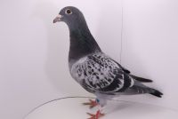 PL-0442-21-8688 wnuk inbred NL-246, DARK STAR