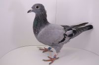 PL-0442-21-8699 wnuczka SVEN