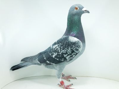 PL 0442 22 1114 – org. Kapinos Marcin - / 146m – Finał 430km / 139 AS-Gołąb  / (prawdopodobnie samiec)