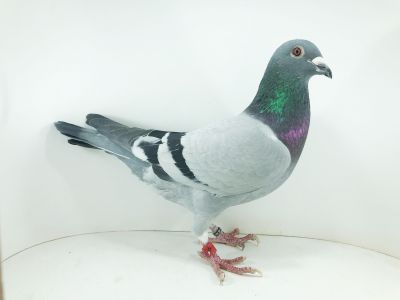 PL 0442 22 1193 – org. Kapinos Marcin -  / 136m – Finał 430km / (prawdopodobnie samczyk)