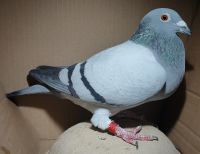 PL-0442-22-1983 (TEAM M. Kapinos - G. Leś) - Hot Boy x Goldi - super sprint - samica