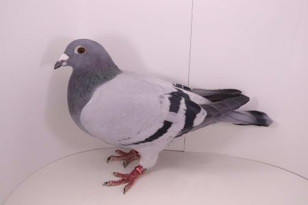 PL-0442-22-5195 Córka 