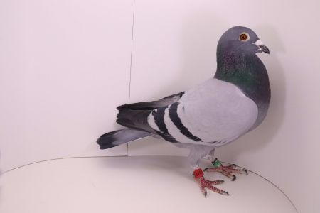 PL-0442-22-643 Brat z gniazda 