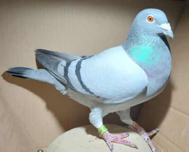 PL-0442-23-4547 (Kapinos - Pracz) - Podwójny wnuk Sven!!! - samiec