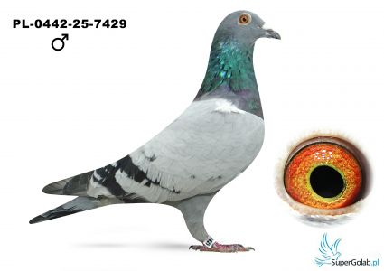 PL-0442-25-7429 Kapinos&Pracz - 26 z finału 