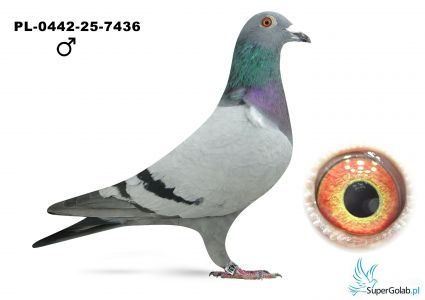 PL-0442-25-7436 Kapinos&Pracz  - 24 As WG