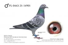 PL-0443-21-14901 - samiec