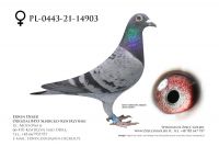 PL-0443-21-14903 - samica