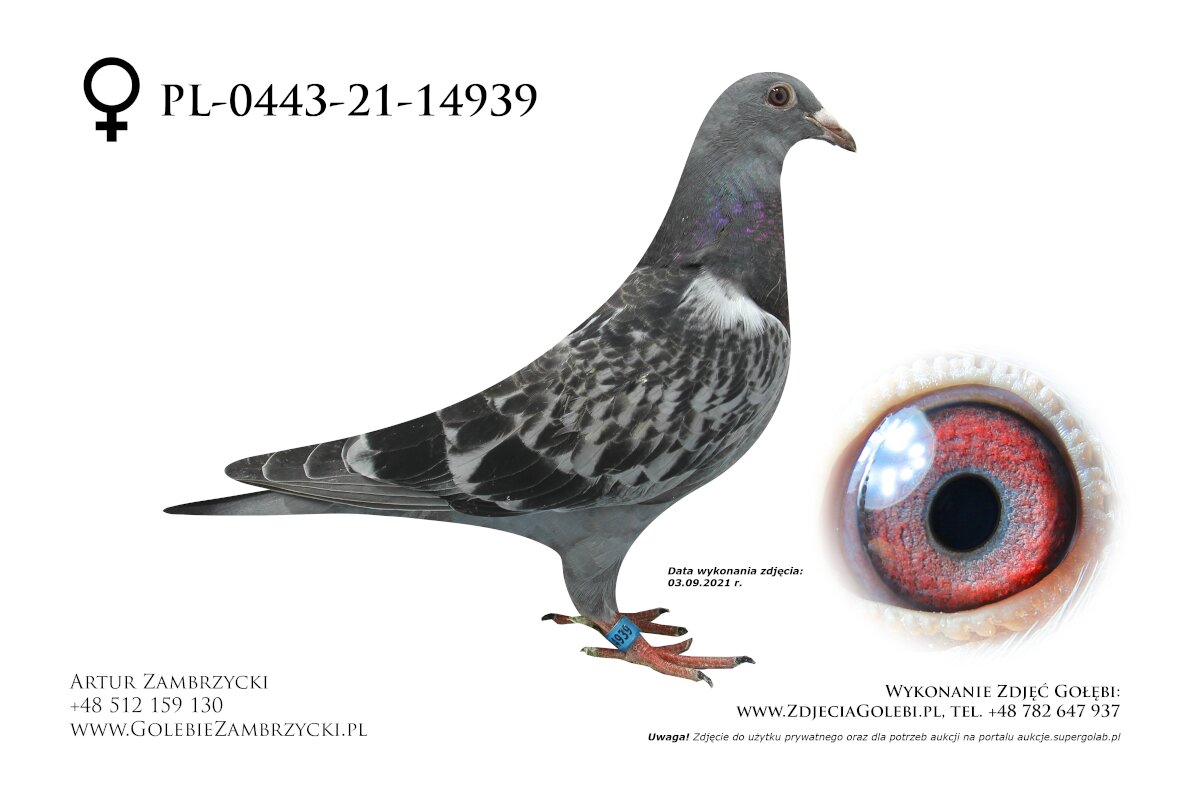 Pieter Veenstra & sons (Drachtstercompagnie, NL) own a super