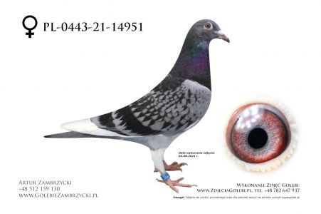 PL-0443-21-14951 - w rodowodzie Super Asy lotowe