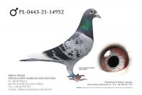 PL-0443-21-14952 - samiec