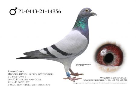 PL-0443-21-14956 - samiec