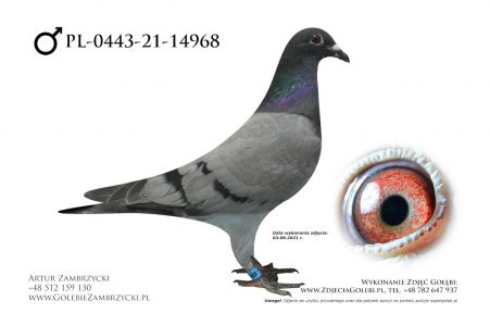 PL-0443-21-14968 - super geny Jonge Schicht, Figo, Het Mooi, De Tom