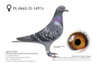 PL-0443-21_14974 - samica