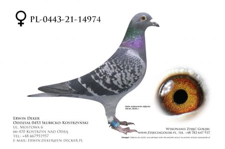 PL-0443-21_14974 - samica