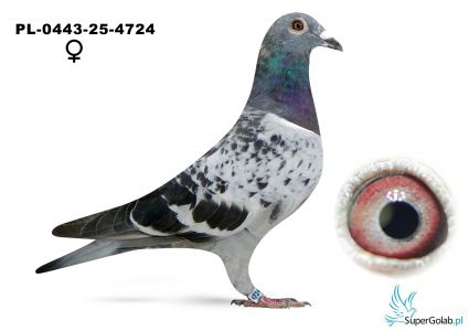 PL-0443-25-4724 GRAKOR