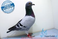 PL-0444-17-5697