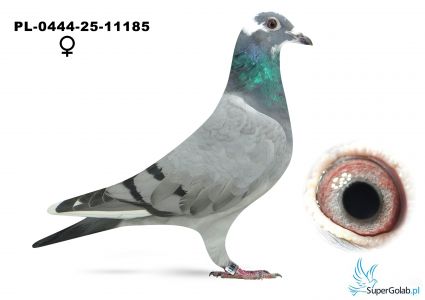 PL-0444-25-11185