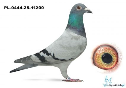 PL-0444-25-11200,