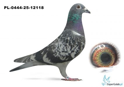 PL-0444-25-12118