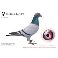 PL-0445-12-10611, z hodowli Tadeusza Kowalczyka
