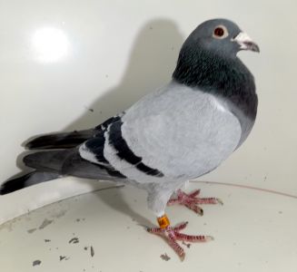 PL-0446-14-7794 Org.M.T.M Pałka