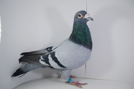 PL-0446-16-2357 Org. M.T.M. Pałka