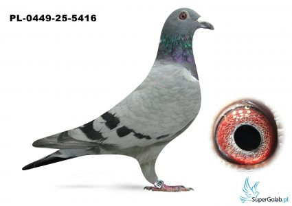 PL-0449-25-5416 Team Jania