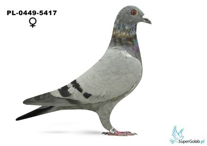 PL-0449-25-5417 - Team Jania