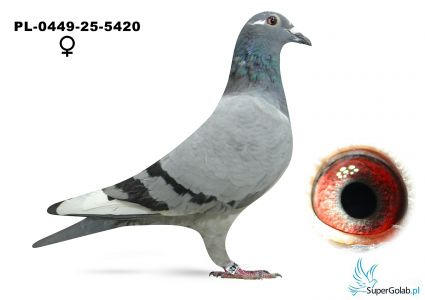 PL-0449-25-5420 - Team Jania