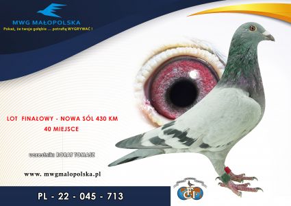 PL 045 22 713 – org. Rorat Tomasz -  / 40m – Finał 430km / 125m SUPERCUP 580km / 42 AS _Gołąbm / (prawdopodobnie samiczka)