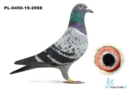 PL-0450-19-2998 - gołab rozpłodowy
