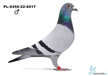 PL-0450-22-6017 Syn Achillesa II