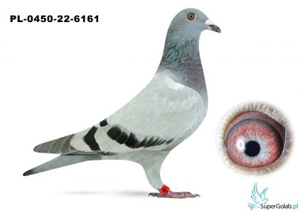 PL-0450-22-6161 Achilles II x Siostra Olimpijki