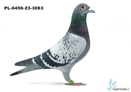 PL-0450-23-3063 Brat Olimpijki x córka Super Mario